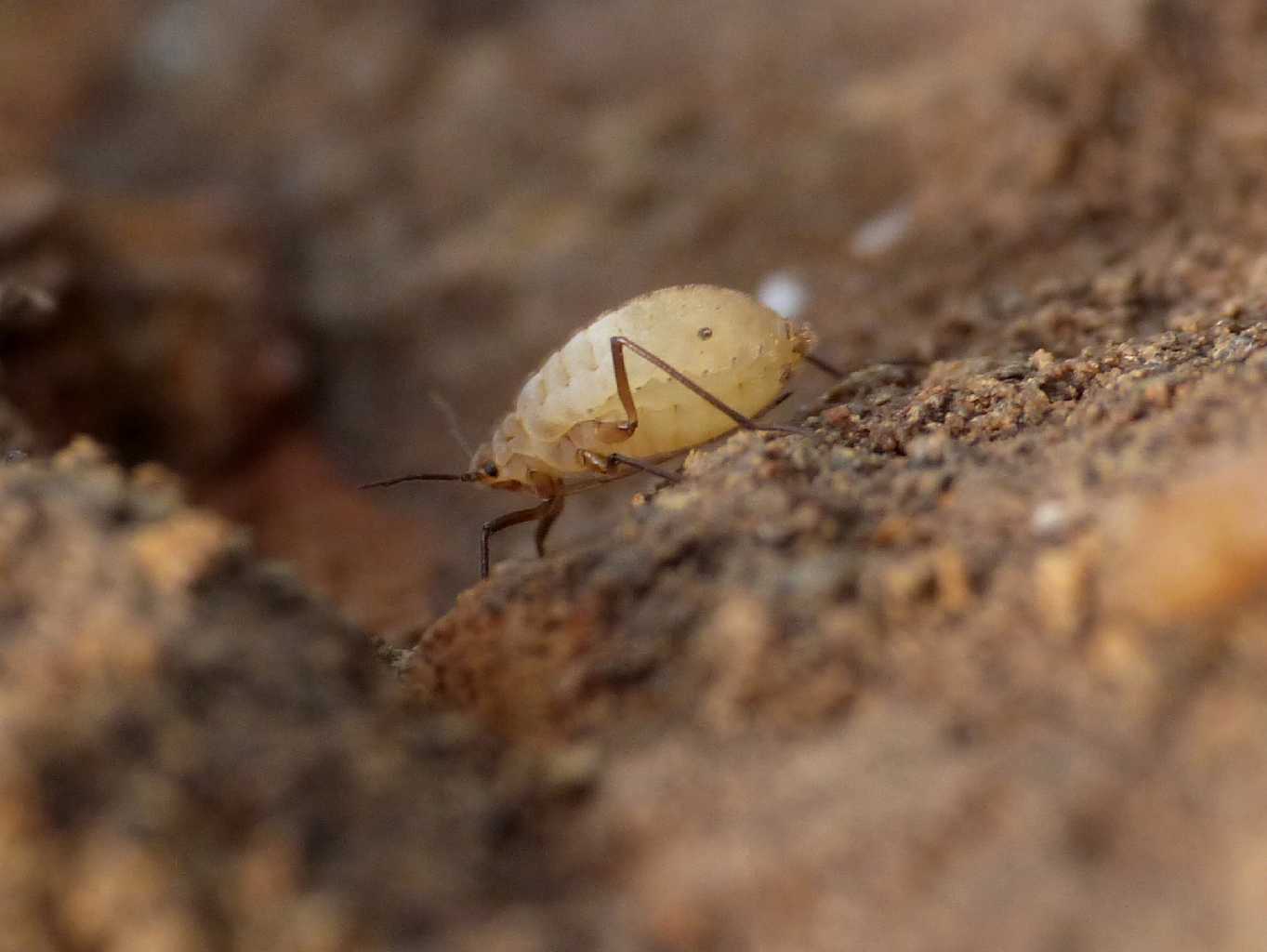 Trama (Neotrama) caudata  con formiche Camponotus aethiops